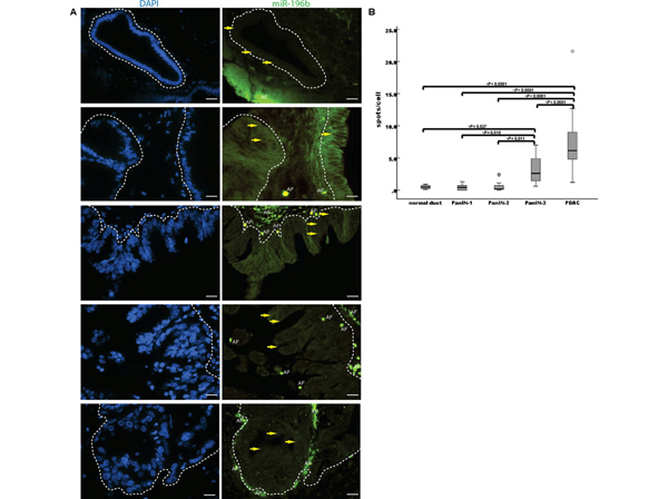 Immunofluorescence using FITC HRP
